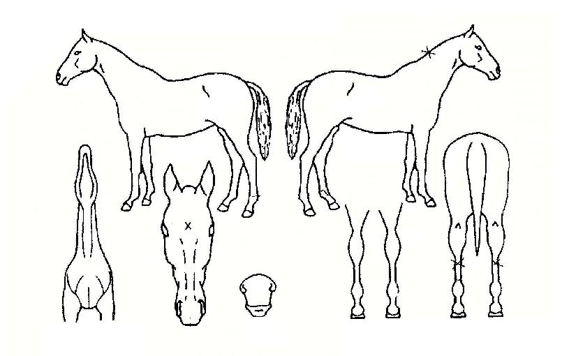 Èñ¸ÁÀÇ´Ù¸®ÀÇ Ãø¸é,¿ì¸é,µÞ¸é,µÎ»ó,´Ù¸®ÀÇ Æ¯Â¡µµÇØ