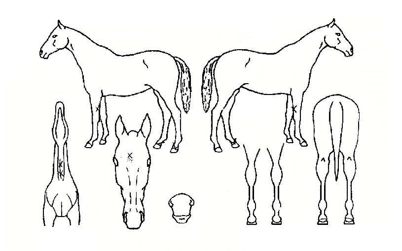 �շ�������� ����,���,�޸�,�λ�,�ٸ��� Ư¡����