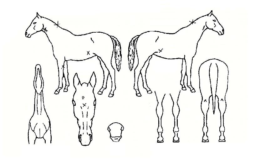 �½¸����� ����,���,�޸�,�λ�,�ٸ��� Ư¡����