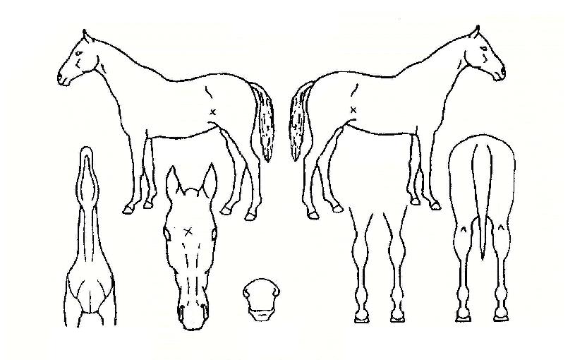 ¸®¾óÄýÀÇ Ãø¸é,¿ì¸é,µÞ¸é,µÎ»ó,´Ù¸®ÀÇ Æ¯Â¡µµÇØ