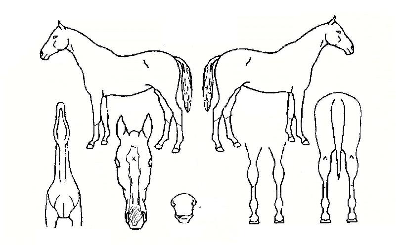 ������ ����,���,�޸�,�λ�,�ٸ��� Ư¡����