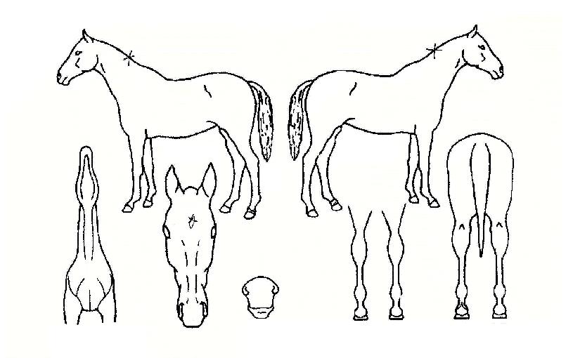 ũ��Ÿ�� ����,���,�޸�,�λ�,�ٸ��� Ư¡����