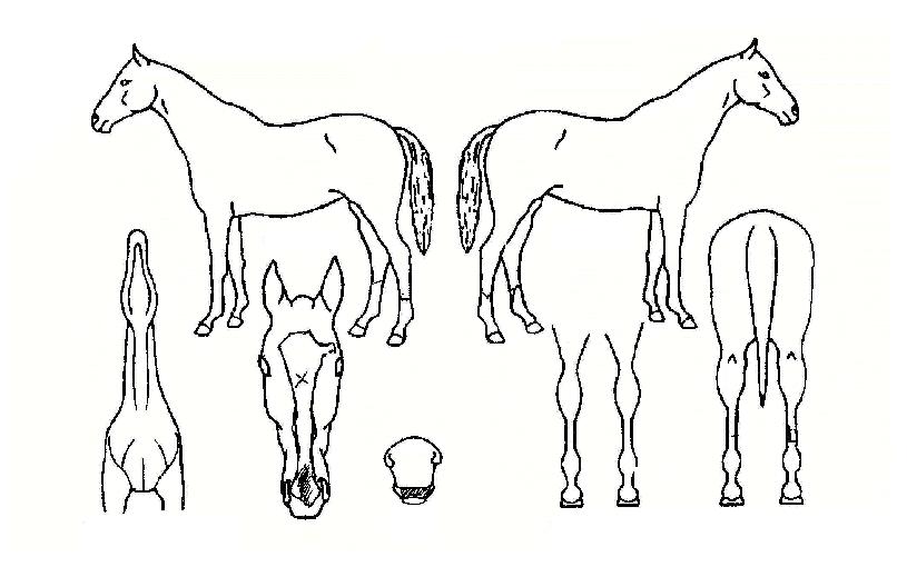 ·¯ºí¸®ÀÇ Ãø¸é,¿ì¸é,µÞ¸é,µÎ»ó,´Ù¸®ÀÇ Æ¯Â¡µµÇØ