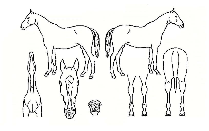 ������������ ����,���,�޸�,�λ�,�ٸ��� Ư¡����