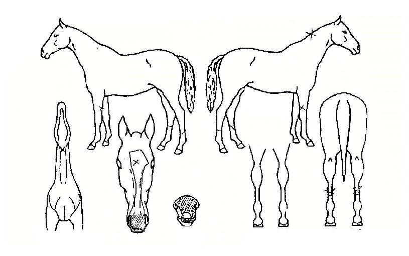 ºòÅ丮ÇÁ¸°½ºÀÇ Ãø¸é,¿ì¸é,µÞ¸é,µÎ»ó,´Ù¸®ÀÇ Æ¯Â¡µµÇØ