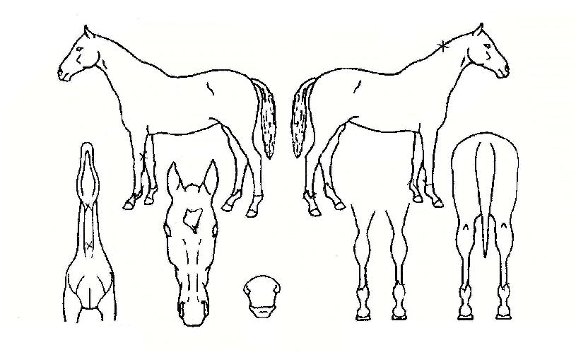 ���ŵ��� ����,���,�޸�,�λ�,�ٸ��� Ư¡����