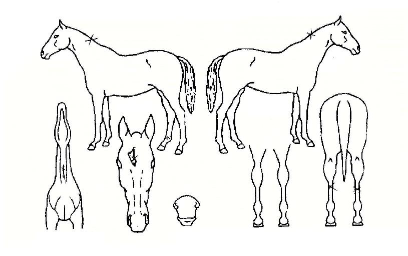 ���ڸ����̾Ƹ���ڸ��� ����,���,�޸�,�λ�,�ٸ��� Ư¡����