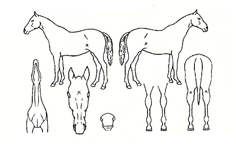 �������������� ����,���,�޸�,�λ�,�ٸ��� Ư¡����