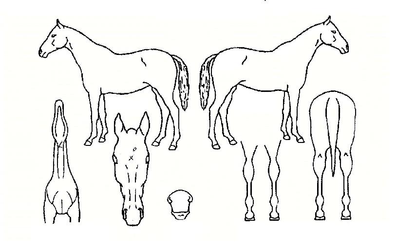 ¹«ÇÑ»ó½ÂÀÇ Ãø¸é,¿ì¸é,µÞ¸é,µÎ»ó,´Ù¸®ÀÇ Æ¯Â¡µµÇØ