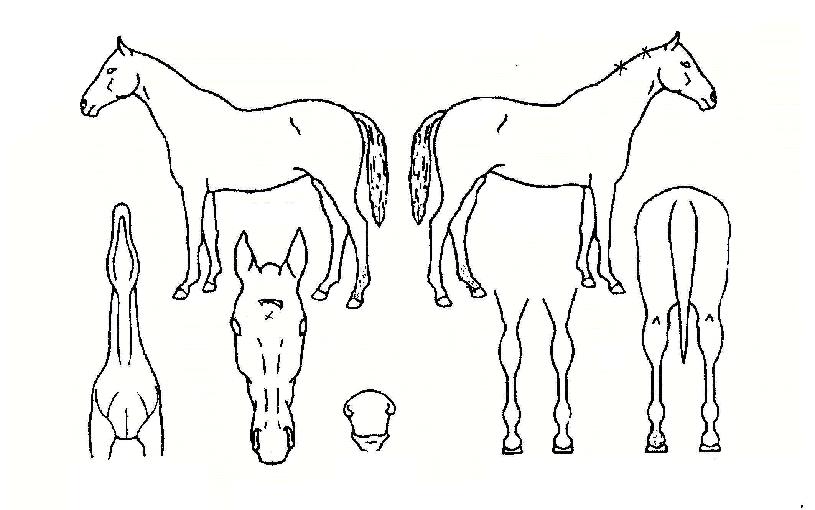 ���õ���� ����,���,�޸�,�λ�,�ٸ��� Ư¡����