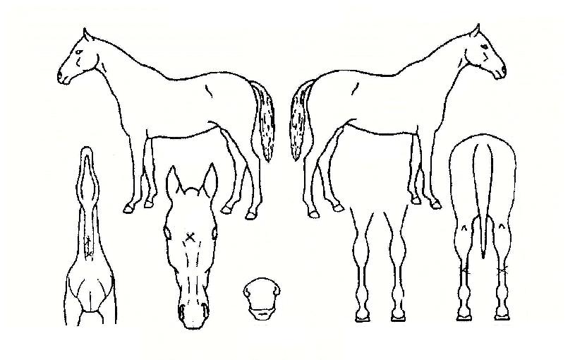 �����ڸ��� ����,���,�޸�,�λ�,�ٸ��� Ư¡����