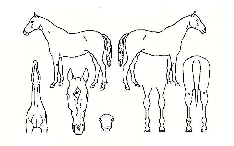 ÆøÇ³°¡µµÀÇ Ãø¸é,¿ì¸é,µÞ¸é,µÎ»ó,´Ù¸®ÀÇ Æ¯Â¡µµÇØ