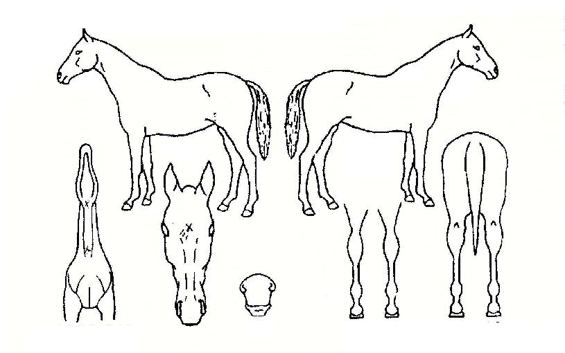 â���Ϸ��� ����,���,�޸�,�λ�,�ٸ��� Ư¡����