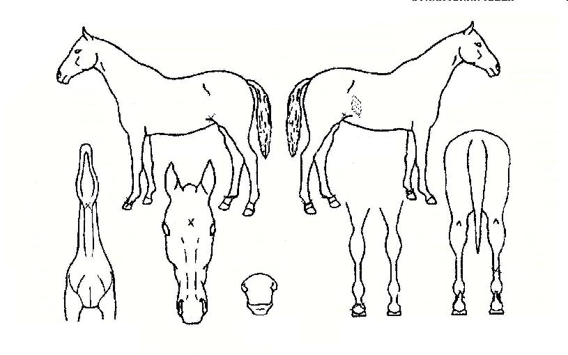 ½ºÆ®·ÕÃÊÀ̽ºÀÇ Ãø¸é,¿ì¸é,µÞ¸é,µÎ»ó,´Ù¸®ÀÇ Æ¯Â¡µµÇØ