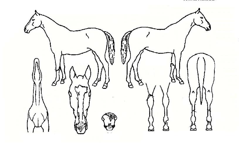 Æ÷´õ¸Ó´ÏÀÇ Ãø¸é,¿ì¸é,µÞ¸é,µÎ»ó,´Ù¸®ÀÇ Æ¯Â¡µµÇØ