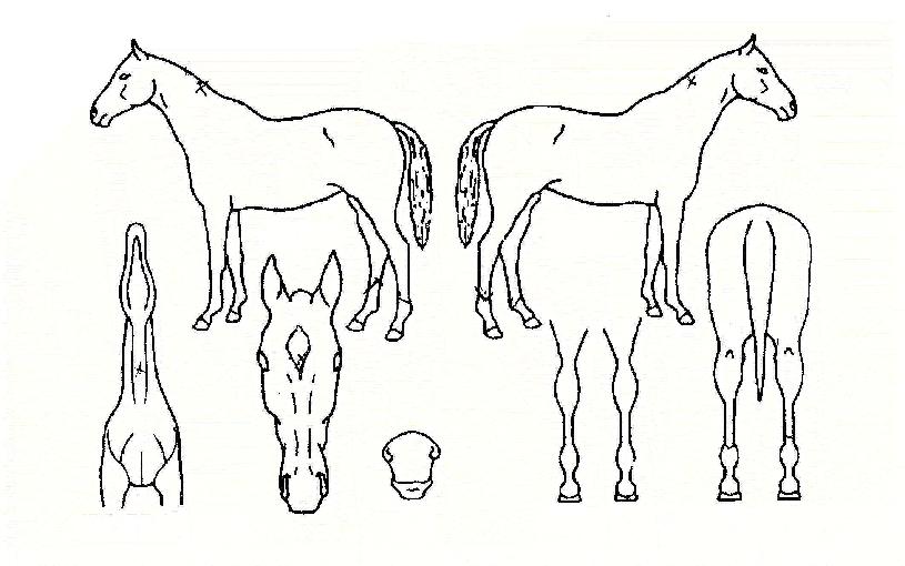 èÇǾ𰶷´ÀÇ Ãø¸é,¿ì¸é,µÞ¸é,µÎ»ó,´Ù¸®ÀÇ Æ¯Â¡µµÇØ