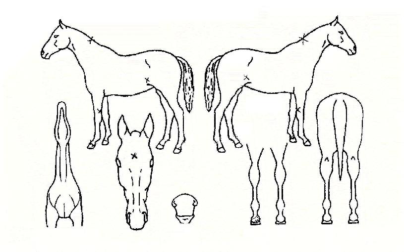 ±ÝºûÂù¶õÀÇ Ãø¸é,¿ì¸é,µÞ¸é,µÎ»ó,´Ù¸®ÀÇ Æ¯Â¡µµÇØ