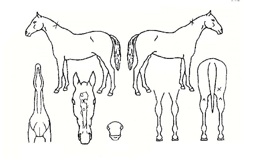 °ñµå½ÃÅ·ÀÇ Ãø¸é,¿ì¸é,µÞ¸é,µÎ»ó,´Ù¸®ÀÇ Æ¯Â¡µµÇØ