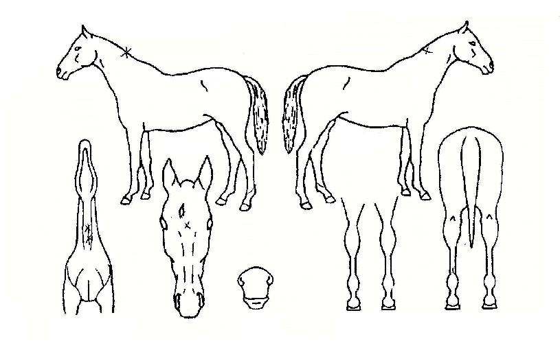 ¸¶À̾îÀÇ Ãø¸é,¿ì¸é,µÞ¸é,µÎ»ó,´Ù¸®ÀÇ Æ¯Â¡µµÇØ