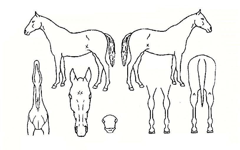 ´ëÁ¦ÀǹлçÀÇ Ãø¸é,¿ì¸é,µÞ¸é,µÎ»ó,´Ù¸®ÀÇ Æ¯Â¡µµÇØ