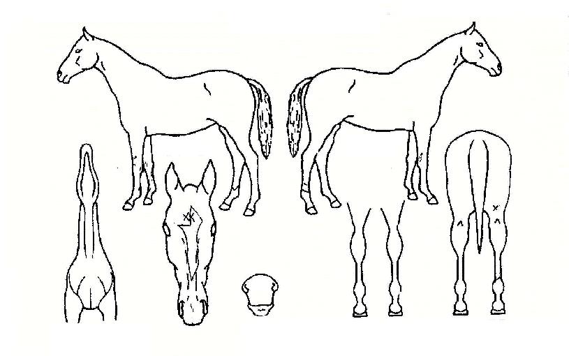 ���������� ����,���,�޸�,�λ�,�ٸ��� Ư¡����