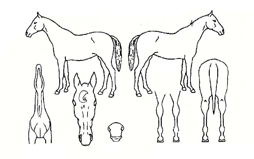 ½ºÅè°¡µåÀÇ Ãø¸é,¿ì¸é,µÞ¸é,µÎ»ó,´Ù¸®ÀÇ Æ¯Â¡µµÇØ