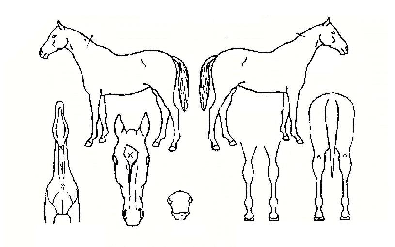 ĥ������Ʈ�� ����,���,�޸�,�λ�,�ٸ��� Ư¡����