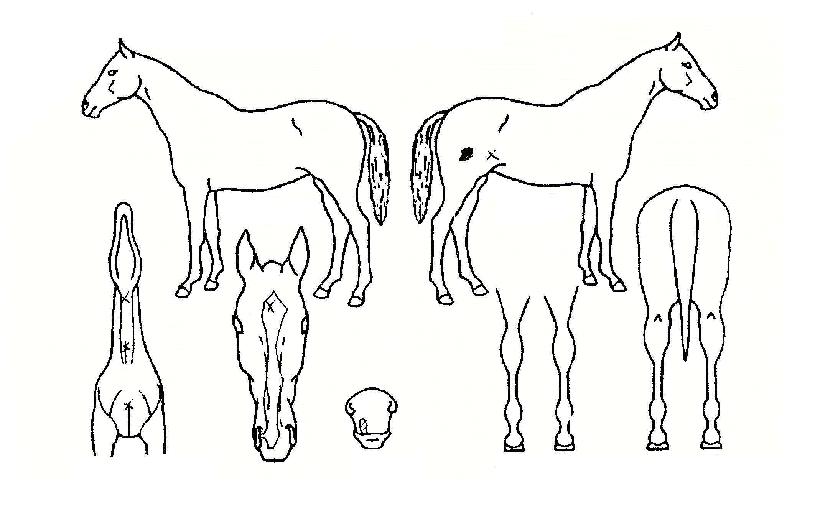 ����Ȳ������ ����,���,�޸�,�λ�,�ٸ��� Ư¡����