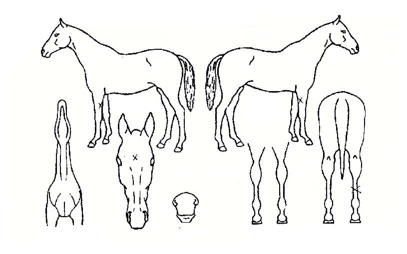 ������ɺ��� ����,���,�޸�,�λ�,�ٸ��� Ư¡����