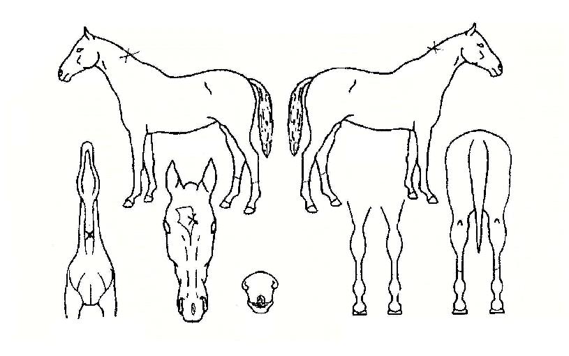 ¿ì¶ó³ë½ºÀÇ Ãø¸é,¿ì¸é,µÞ¸é,µÎ»ó,´Ù¸®ÀÇ Æ¯Â¡µµÇØ