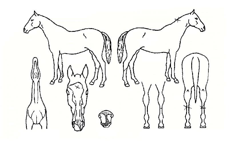 ���������� ����,���,�޸�,�λ�,�ٸ��� Ư¡����