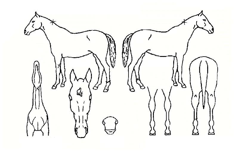 ´ë½Â¸¶·çÀÇ Ãø¸é,¿ì¸é,µÞ¸é,µÎ»ó,´Ù¸®ÀÇ Æ¯Â¡µµÇØ