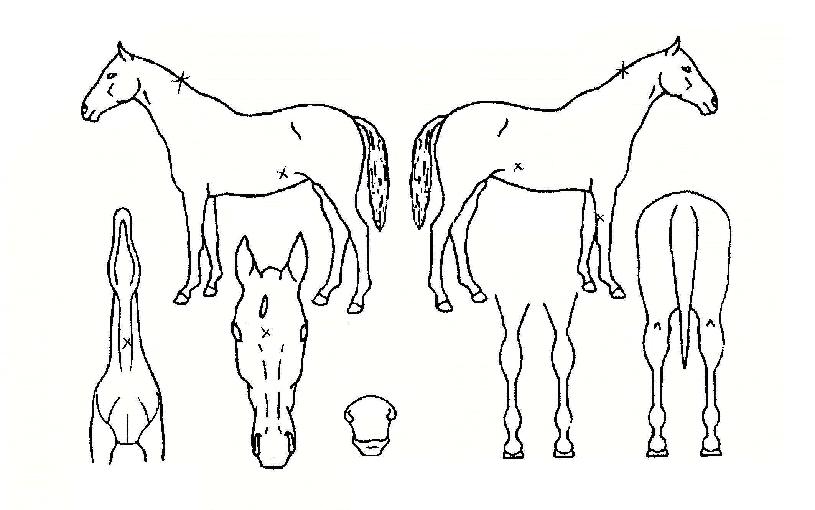 ���콺�� ����,���,�޸�,�λ�,�ٸ��� Ư¡����