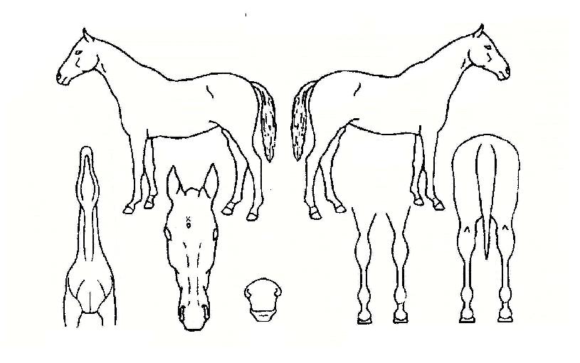 ´çÂù´ë·ÎÀÇ Ãø¸é,¿ì¸é,µÞ¸é,µÎ»ó,´Ù¸®ÀÇ Æ¯Â¡µµÇØ