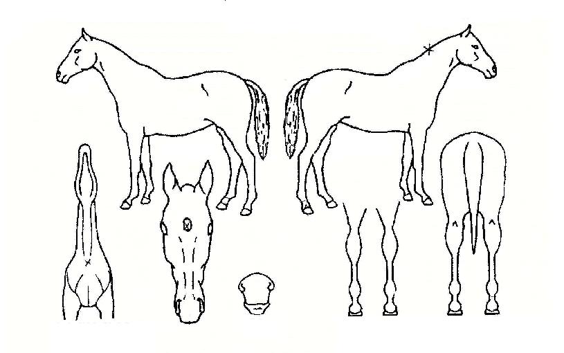 �������� ����,���,�޸�,�λ�,�ٸ��� Ư¡����