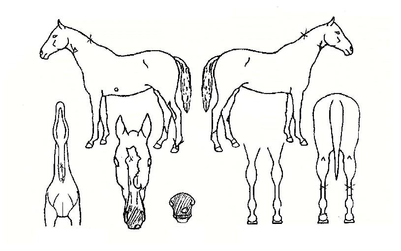 ¾î¿öµåÇåÅÍÀÇ Ãø¸é,¿ì¸é,µÞ¸é,µÎ»ó,´Ù¸®ÀÇ Æ¯Â¡µµÇØ