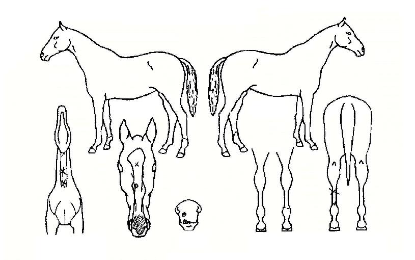 ���»��� ����,���,�޸�,�λ�,�ٸ��� Ư¡����