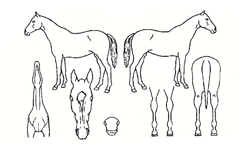 È»ê´ëÀÛÀÇ Ãø¸é,¿ì¸é,µÞ¸é,µÎ»ó,´Ù¸®ÀÇ Æ¯Â¡µµÇØ