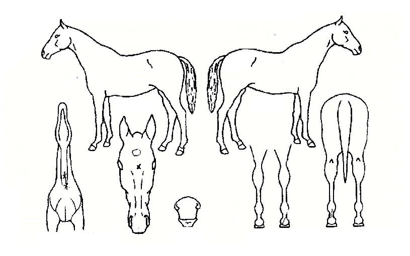 ¹éµÎ´ë·ÎÀÇ Ãø¸é,¿ì¸é,µÞ¸é,µÎ»ó,´Ù¸®ÀÇ Æ¯Â¡µµÇØ