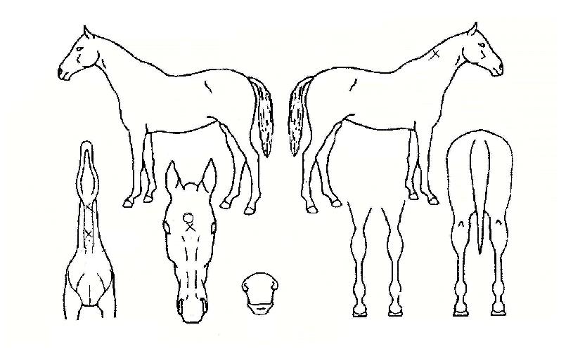 ���������� ����,���,�޸�,�λ�,�ٸ��� Ư¡����