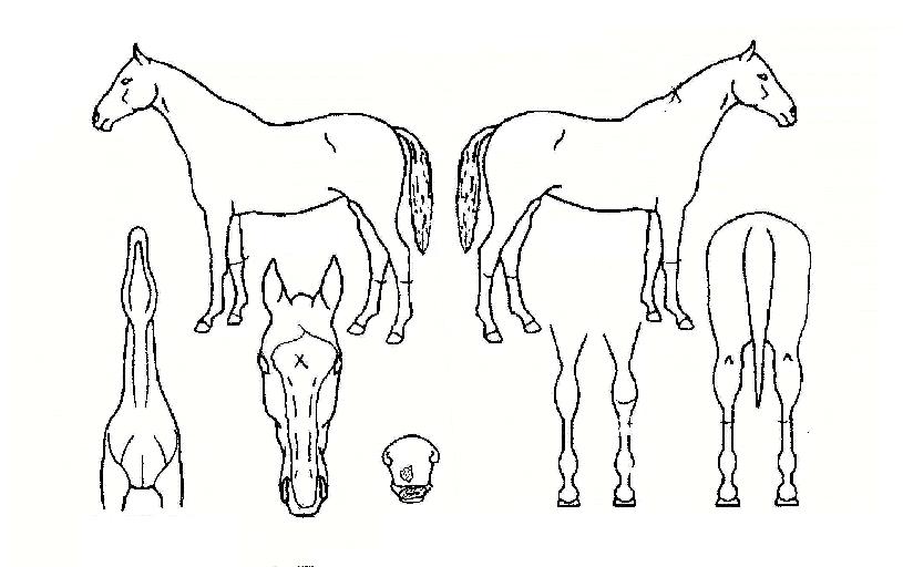 µå¸²ºê¸®ÁöÀÇ Ãø¸é,¿ì¸é,µÞ¸é,µÎ»ó,´Ù¸®ÀÇ Æ¯Â¡µµÇØ