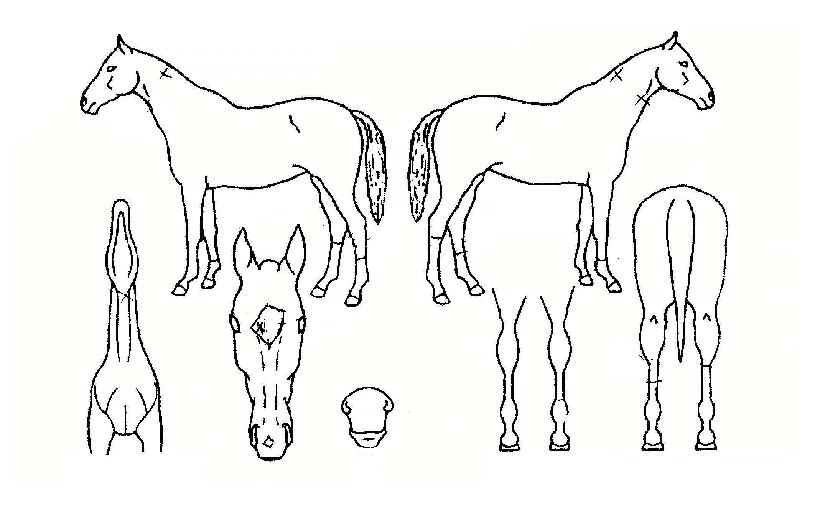 �ְ����� ����,���,�޸�,�λ�,�ٸ��� Ư¡����