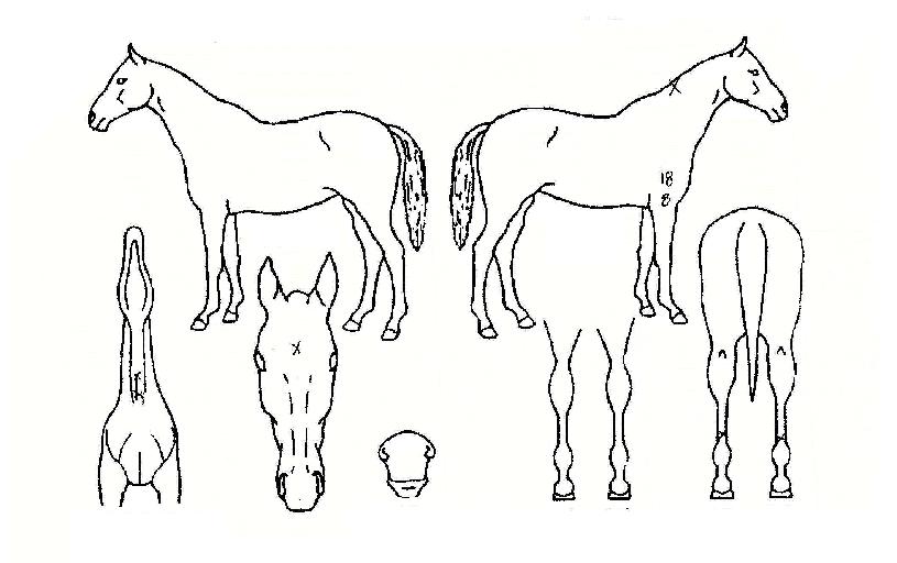 ¸¶ÇÏÅõÀ©ÀÇ Ãø¸é,¿ì¸é,µÞ¸é,µÎ»ó,´Ù¸®ÀÇ Æ¯Â¡µµÇØ