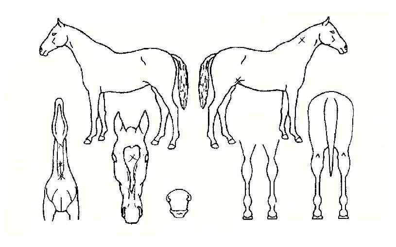 Çöó¿öÀÇ Ãø¸é,¿ì¸é,µÞ¸é,µÎ»ó,´Ù¸®ÀÇ Æ¯Â¡µµÇØ