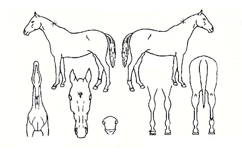 ����ٶ��� ����,���,�޸�,�λ�,�ٸ��� Ư¡����