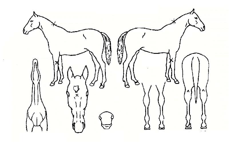 ¸Ó´ÏÇåÅÍÀÇ Ãø¸é,¿ì¸é,µÞ¸é,µÎ»ó,´Ù¸®ÀÇ Æ¯Â¡µµÇØ