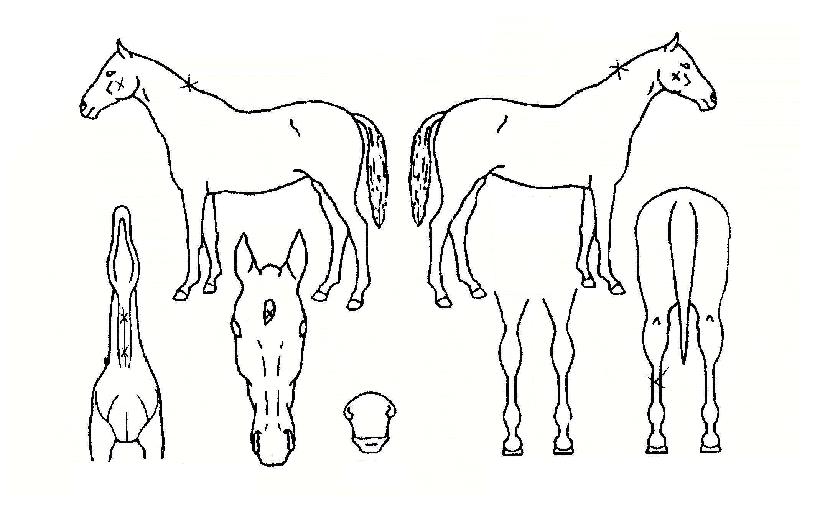 �����ػ罺�� ����,���,�޸�,�λ�,�ٸ��� Ư¡����