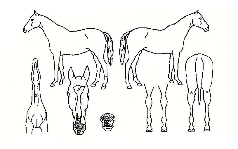 �ػ罺Ư���� ����,���,�޸�,�λ�,�ٸ��� Ư¡����