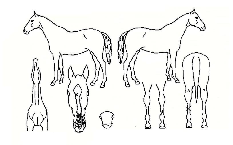 ���屺�ػ罺�� ����,���,�޸�,�λ�,�ٸ��� Ư¡����