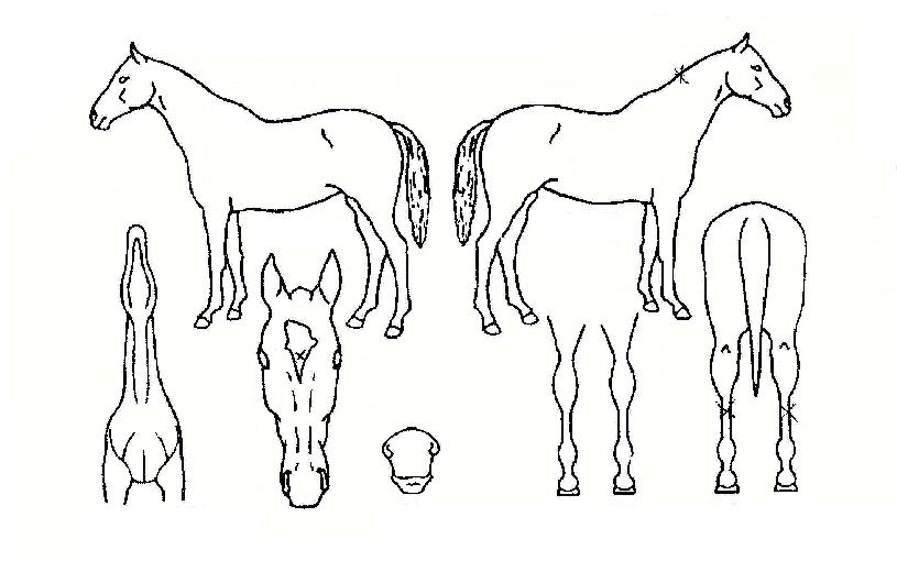 °¡¼ÓÅØ»ç½ºÀÇ Ãø¸é,¿ì¸é,µÞ¸é,µÎ»ó,´Ù¸®ÀÇ Æ¯Â¡µµÇØ